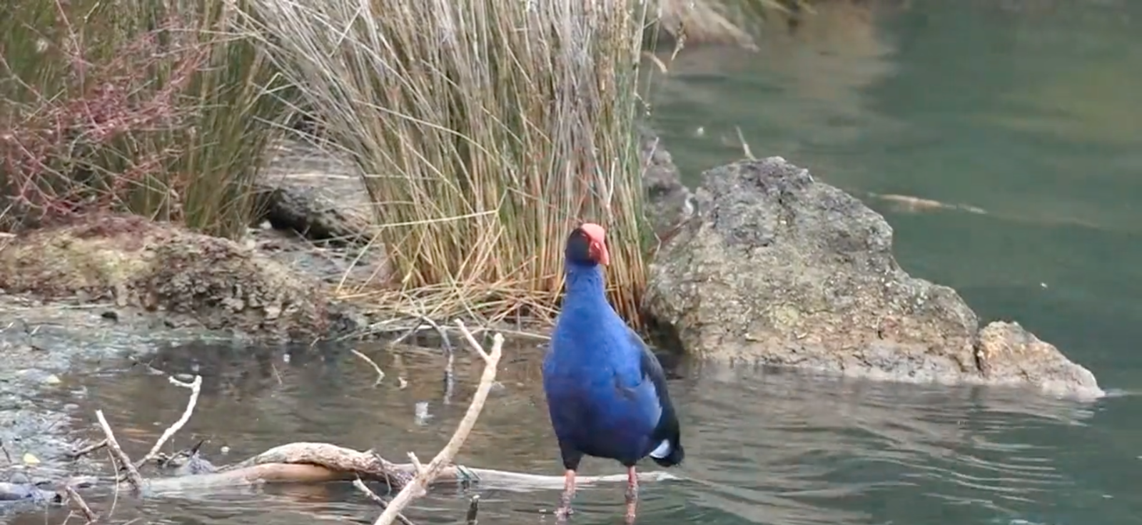 Puhinui Award Video Thumbnail