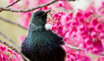 Tui 2